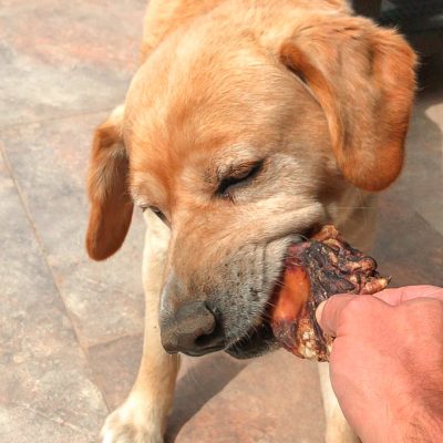 Dogdad - George pet photo