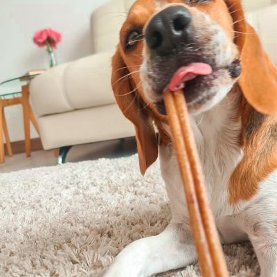 Dogmom - Cristina pet photo